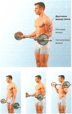 Сгибание рук со штангой