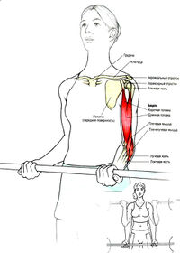Сгибание рук со штангой стоя