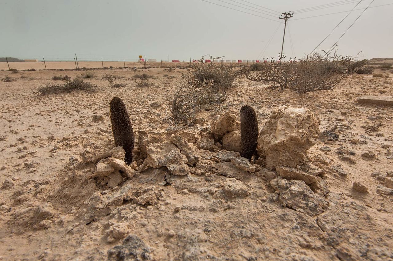 Файл:Cynomorium 001.jpg