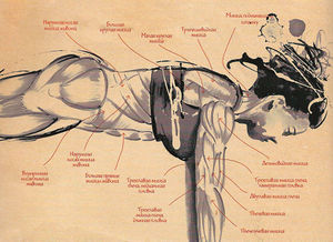 Работающие мышцы при выполнении «Пресса ренегата»