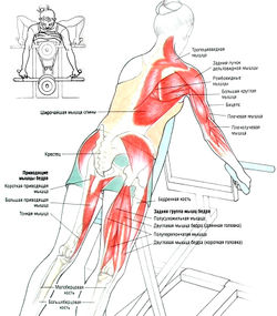 Тяга к животу на тренажере