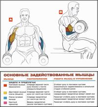 Подъем гантелей на бицепс