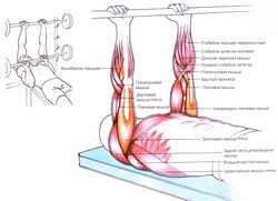 Техника выполнения жима лежа узким хватом