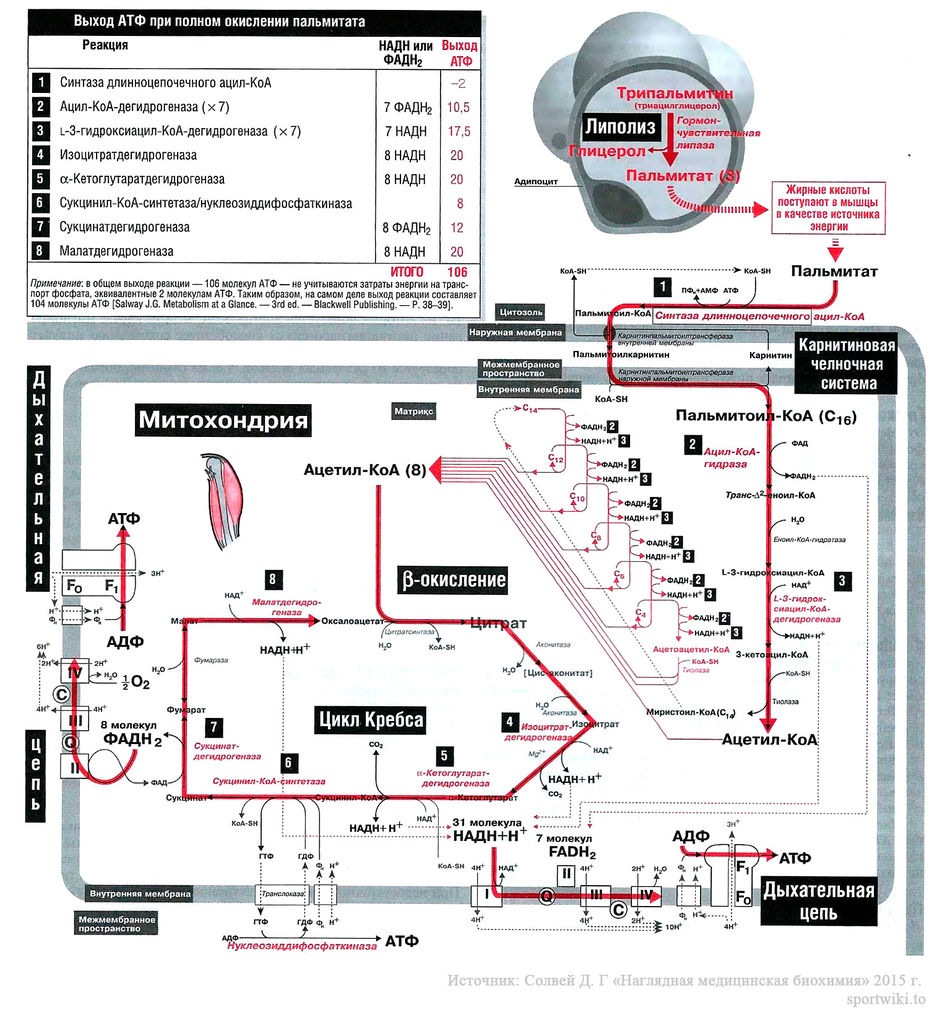 Файл:Bio wiki 33 1 1.jpg