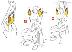 Разгибания рук на нижнем блоке
