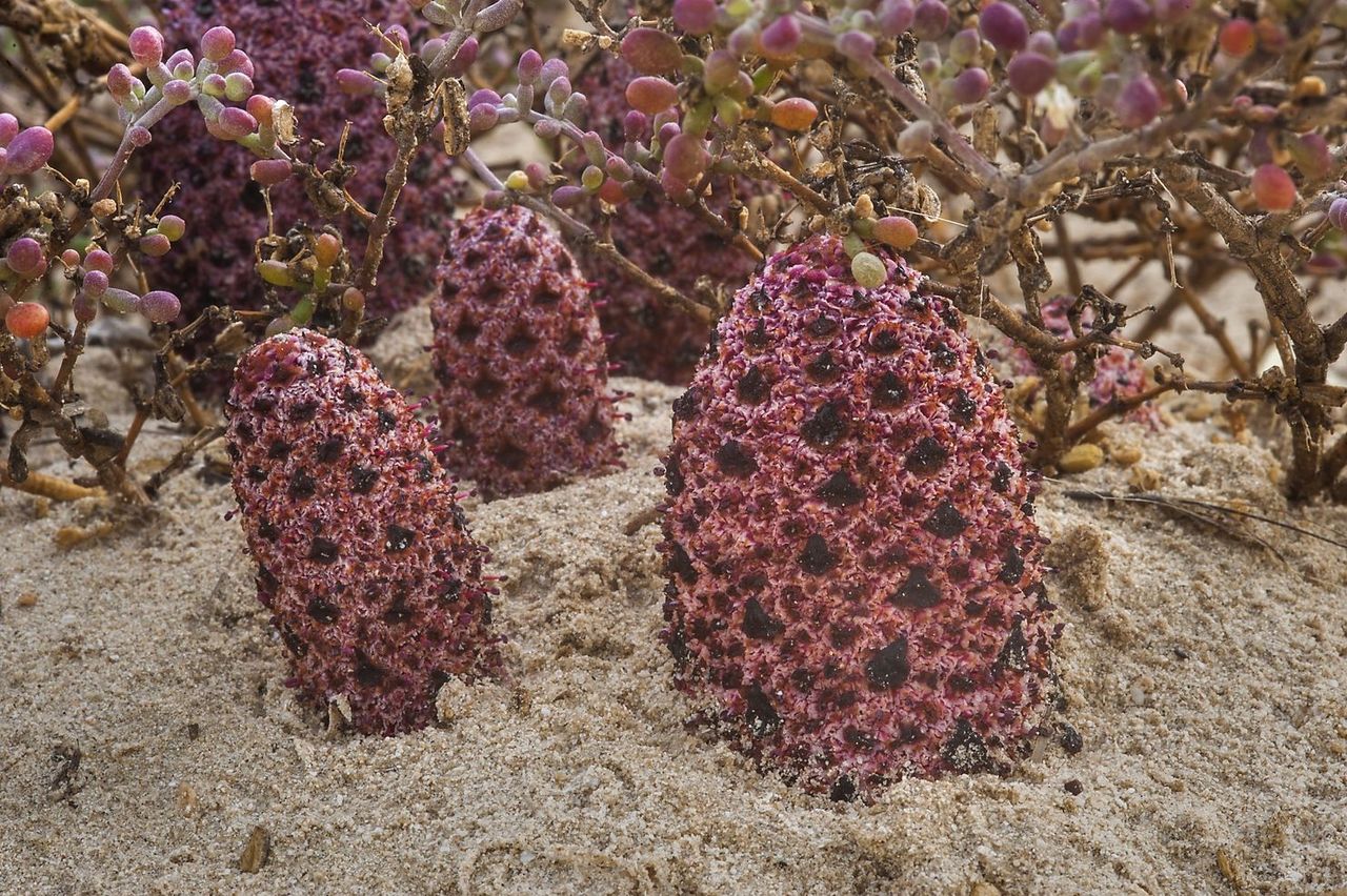 Файл:Cynomorium 002.jpg