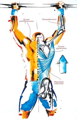 Работающие мышцы при подтягивании на перекладине