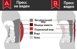 На рисунке В пресс виден, потому что в теле меньше процент жира, воды и гипертрофированы мышцы, на рис. А количество подкожного жира и воды больше