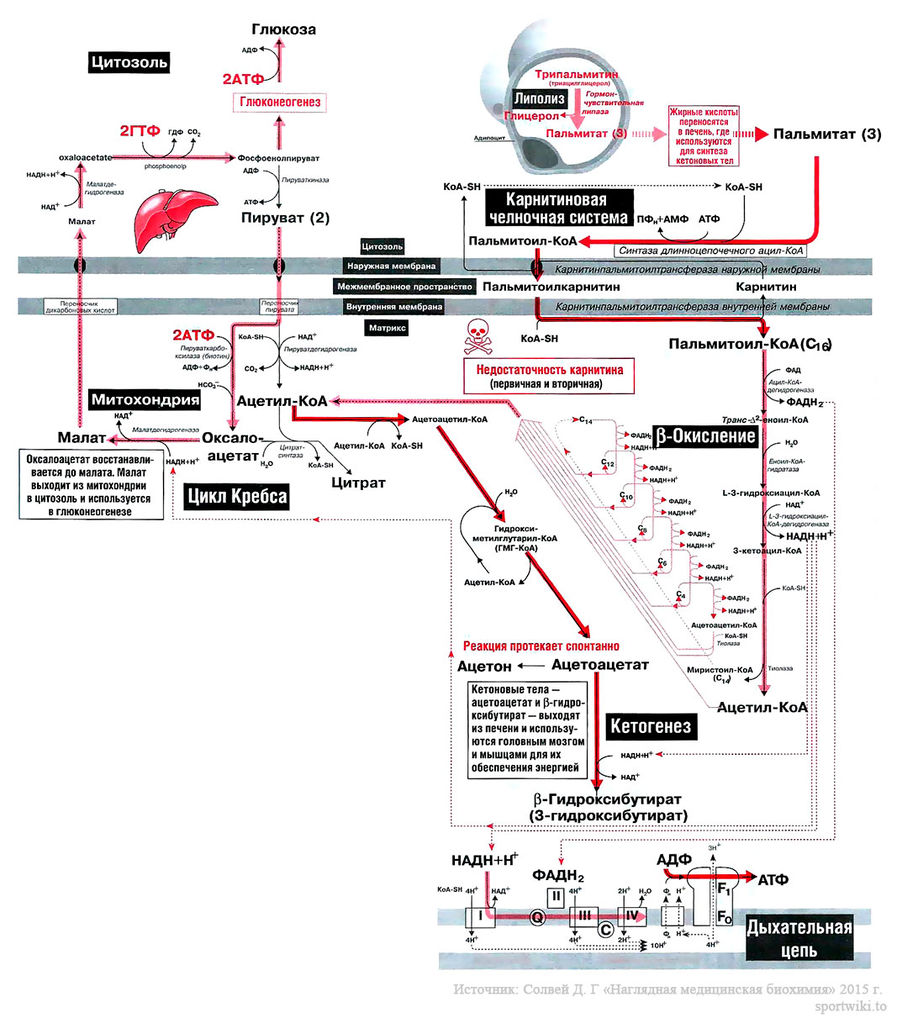 Файл:Bio wiki 33 2 1.jpg