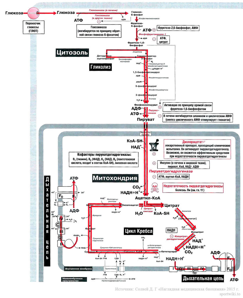 Файл:Bio wiki 32 1 1.jpg