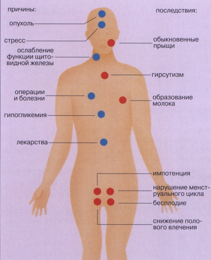 Файл:Prolactin.jpg