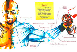 Полное и эффективное движение тяги происходит при помощи хорошо развитых хватательных мышц