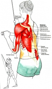 Разгибание рук на трицепс для женщин