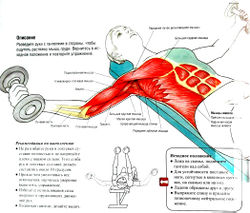 Разведение рук с гантелями лежа