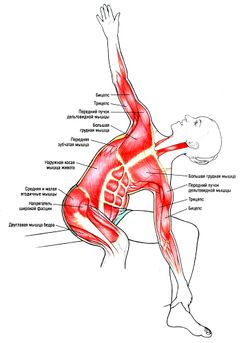 Растяжка всего тела