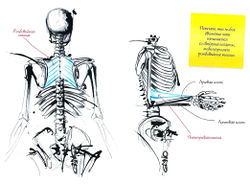 Помните, что любое движение тяги начинается со сведения лопаток, мобилизующего ромбовидные мышцы