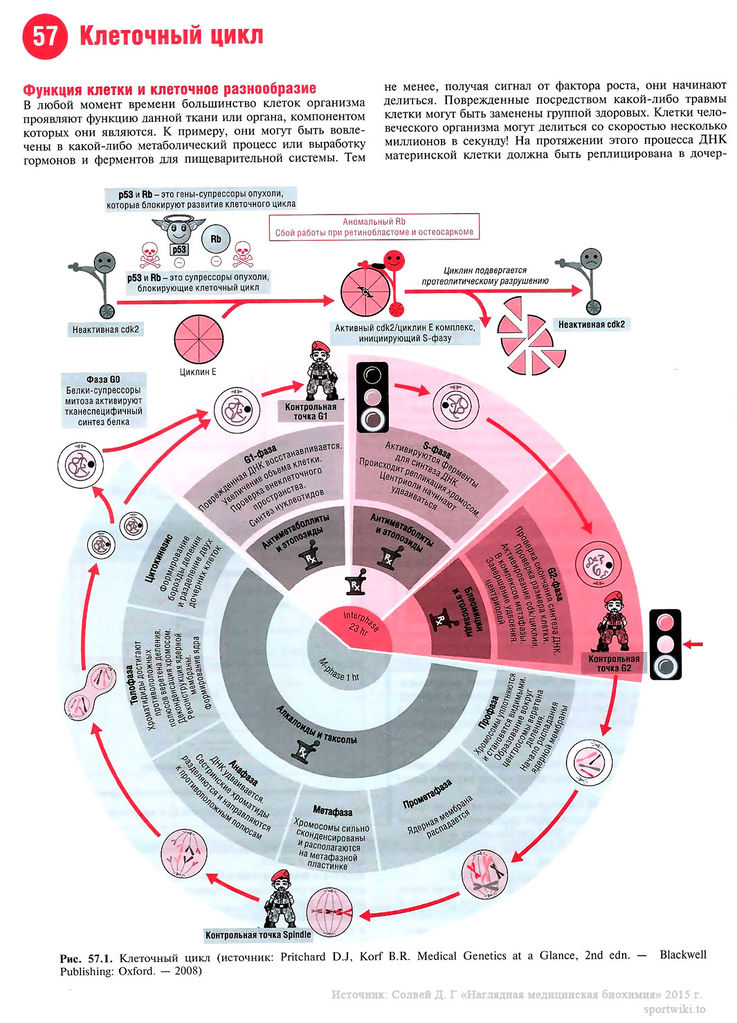 Файл:Scan124 1.jpg