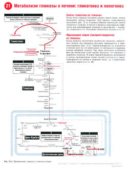 Метаболизм глюкозы