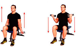 Сгибание рук с гантелями сидя