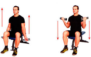 Сгибание рук с гантелями сидя