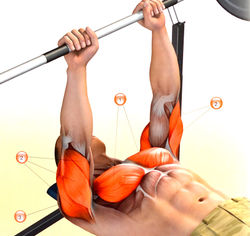 Мышцы, работающие в жиме лежа узким хватом: 1 — большая грудная; 2 — трицепс; 3 — дельтовидная (передняя часть)