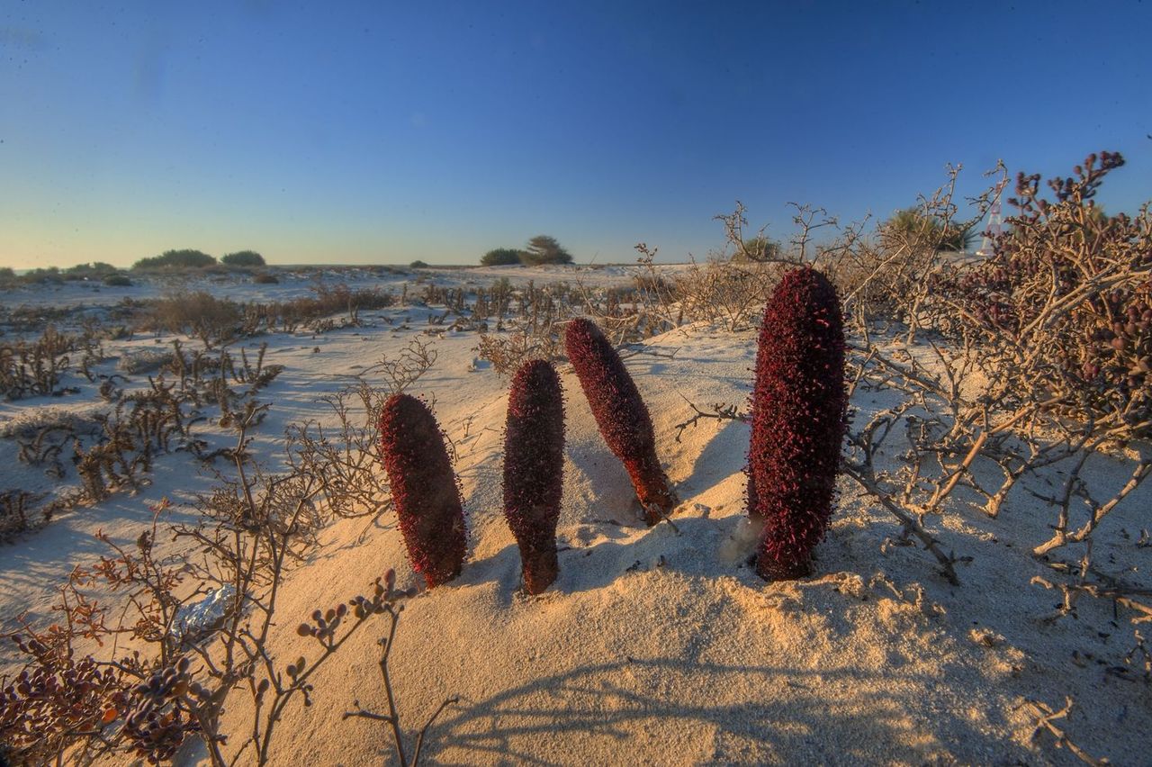 Файл:Cynomorium 004.jpg