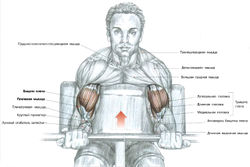 Сгибание рук на скамье Скотта