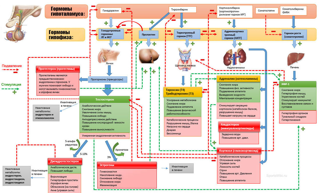 Схема взаимодействия гормонов