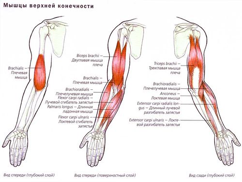 Мышцы рук — SportWiki энциклопедия