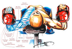 Работающие мышцы при жиме лежа с гантелями (гирями)