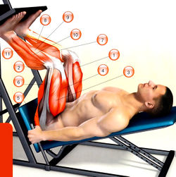 Мышцы, работающие в наклонном жиме ногами на тренажере: 1 — медиальная широкая; 2 — промежуточная широкая; 3 — латеральная широкая; 4 — прямая мышца бедра; 5 — большая ягодичная; 6 — двуглавая мышца бедра; 7 — икроножная; 8 — камбаловидная; 9 — передняя большеберцовая; 10 — длинная малоберцовая; 11 — длинный разгибатель пальцев