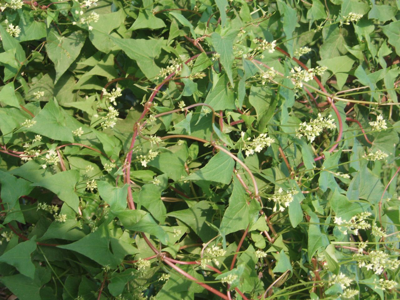 Файл:Polygonum.jpg