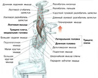 Разгибания рук с гантелью