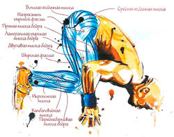 Работающие мышцы при отжимании в группировке