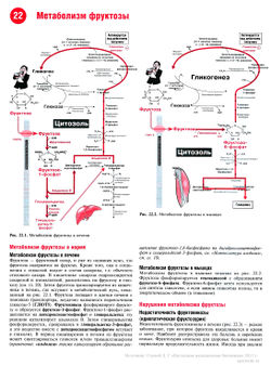 Метаболизм фруктозы