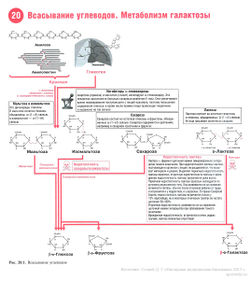 Всасывание углеводов. Метаболизм галактозы