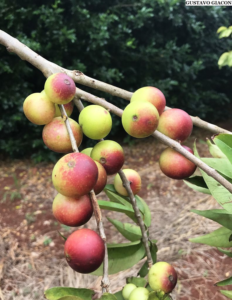 Файл:Camu camu 001.jpg