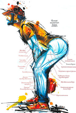 Работающие мышцы при «Свингах» с гирей