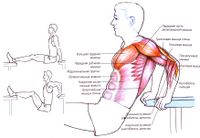 Отжимания трицепсами спиной к скамье