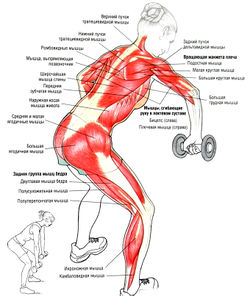Техника тяги гантелей в наклоне