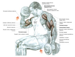 Поочередное сгибание рук с гантелями