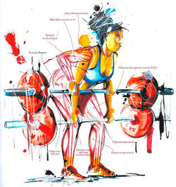 Работающие мышцы при тяге в наклоне вперед