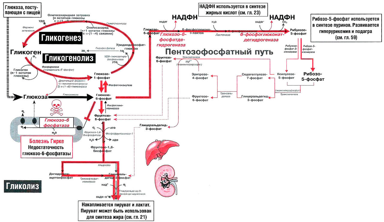 Файл:Bio wiki 26 6.jpg