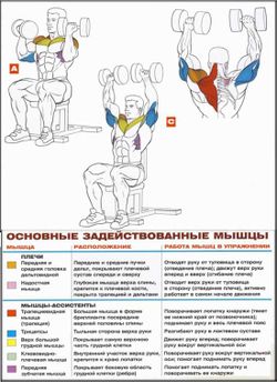 Жим Арнольда