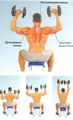 Жим гантелей сидя