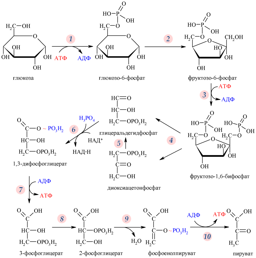 Файл:Shema Glicozida.png