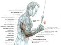 Разгибание рук с рукояткой верхнего блока хватом снизу