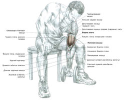 Концентрированное сгибание рук
